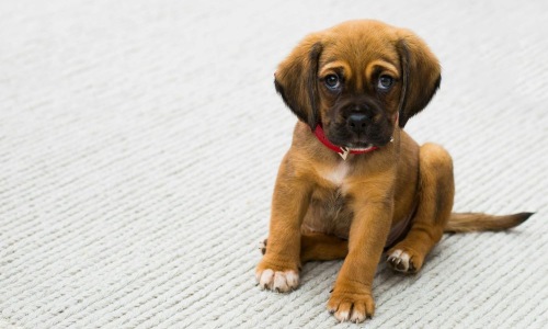 Pet-Friendly Apartments Cover Image Pet-Friendly Apartments Cover Image