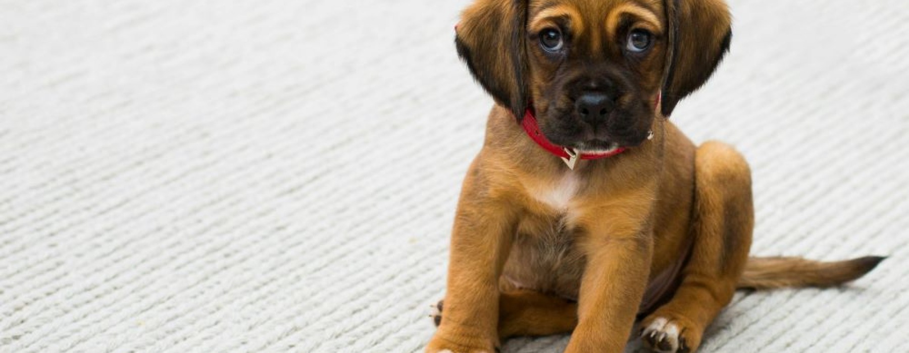 Pet-Friendly Apartments